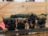 Puppies for sale Greece, Athens Border Collie