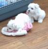 Puppies for sale Hungary, Budapest Maltese