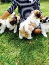 Puppies for sale Cyprus, Paphos Shih Tzu