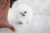 Puppies for sale Finland, Kuopio Pomeranian Spitz