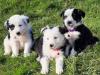 Puppies for sale Netherlands, Maastricht Border Terrier