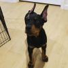 Puppies for sale Italy, Naples Doberman