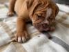 Puppies for sale Greece, Patra English Bulldog