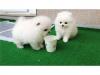 Puppies for sale Finland, Alajarvi Pomeranian Spitz