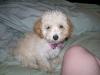 Puppies for sale Netherlands, Amsterdam Poodle