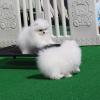 Puppies for sale Cyprus, Larnaca Pomeranian Spitz