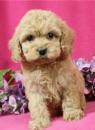Puppies for sale Russia, Moscow , Cockapoo  Puppies