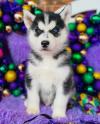 Puppies for sale Russia, Moscow Haski, siberian husky