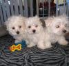 Puppies for sale Spain, Burgos Maltese