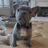 Puppies for sale Germany, Mainz French Bulldog