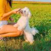 Puppies for sale Germany, Wuppertal Maltese
