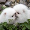 Dogs free USA, District Of Columbia Pomeranian Spitz