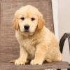 Puppies for sale Italy, Trieste Golden Retriever