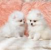 Puppies for sale Ireland, Cork Pomeranian Spitz