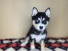 Puppies for sale Latvia, Kraslava , pomsky pupies