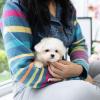 Puppies for sale Germany, Wuppertal Maltese