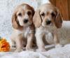 Puppies for sale Italy, Rovigo Cocker Spaniel