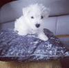 Puppies for sale Ireland, Dublin West Highland White Terrier