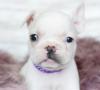 Puppies for sale Netherlands, Amsterdam , French Bulldog Puppies