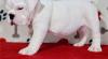 Puppies for sale Latvia, Kuldiga English Bulldog