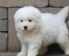 Puppies for sale Italy, Cortina d'ampetso Samoyed dog (Samoyed)