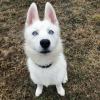 Puppies for sale Spain, Badajoz Haski, white husky Siberian