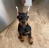 Puppies for sale Italy, San Remo Doberman