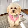 Puppies for sale Lithuania, Ionava , havapoo puppies