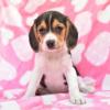 Puppies for sale Italy, Palermo Beagle