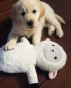 Puppies for sale Spain, Madrid Golden Retriever