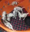 Puppies for sale Belarus, Brest Dalmatian