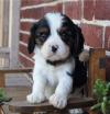 Puppies for sale Belarus, Gomel ,  Cavalier King Charles Puppies