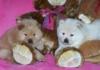 Puppies for sale Cyprus, Paphos Chow Chow