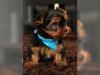 Puppies for sale Germany, Dortmund Yorkshire Terrier