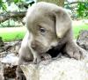 Puppies for sale Lithuania, Kedainiai Labrador