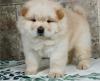 Puppies for sale Sweden, Helsingborg Chow Chow