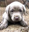Puppies for sale Denmark, Aalborg Labrador