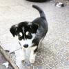 Dogs free Lithuania, Akmene Other breed, Siberian Husky