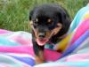 Puppies for sale Germany, Frankfurt Rottweiler