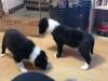 Puppies for sale Cyprus, Ayia Napa Border Collie