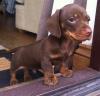 Puppies for sale Italy, Ancona Dachshund