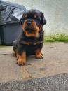 Puppies for sale Lithuania, Kayschyadoris Rottweiler