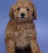 Puppies for sale France, Lille Poodle