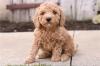 Puppies for sale Denmark, Kopenagen Other breed, Cockapoo Puppies