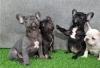Puppies for sale Netherlands, Amsterdam French Bulldog