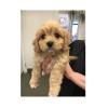Puppies for sale Russia, Moscow , Cavapoo Puppies