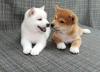 Puppies for sale Italy, Rome , Shiba Inu Puppies