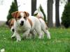 Продам щенка Ireland, Dublin Jack Russell Terrier