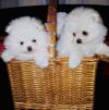 Puppies for sale Ireland, Cork Pomeranian Spitz