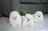 Puppies for sale Ireland, Longford Pomeranian Spitz